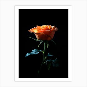 Orange Rose On Black Background 22 Art Print