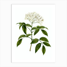 Vintage Elderberry Flowering Plant Botanical Illustration on Pure White n.0352 Art Print