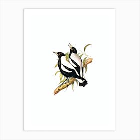 Vintage Tasmanian Crow Shrike Bird Illustration on Pure White Art Print