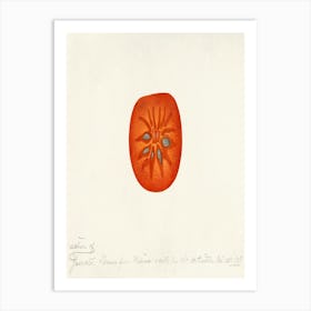 Tomato 1 Art Print