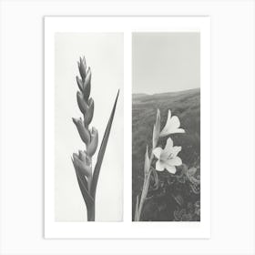 Gladiolus Flower Photo Collage 1 Art Print