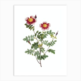 Vintage Variegated Burnet Rose Botanical Illustration on Pure White n.0047 Art Print