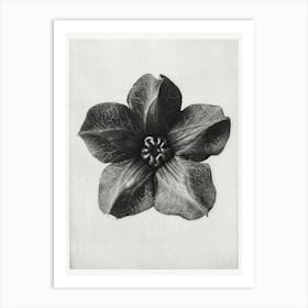 Mexican Ivy, Karl Blossfeldt Art Print