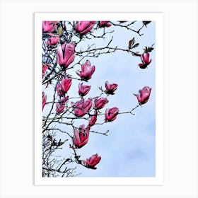 Magnolia Blossoms Art Print