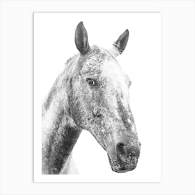 Black And White Horse Portrait 1 Art Print