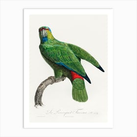 The Festive Amazon From Natural History Of Parrots, Francois Levaillant Art Print