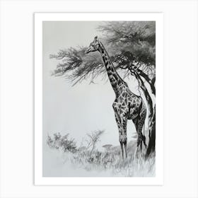 Giraffe With The Acacia Tree 3 Art Print