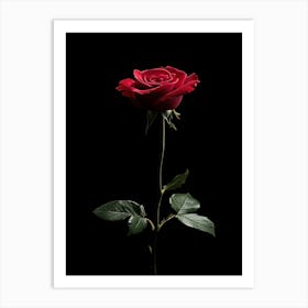 Single Red Rose On Black Background 8 Art Print