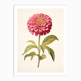 Zinnias Flower Vintage Botanical 2 Art Print