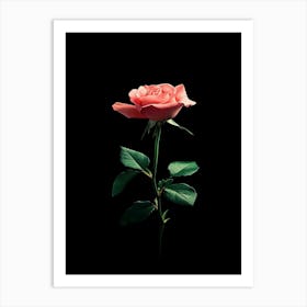 Single Pink Rose On Black Background 4 Art Print