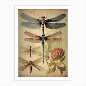 Dragonfly Vintage Species 9 Art Print