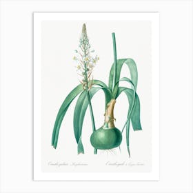 Pregnant Onion Illustration From Les Liliacées, Pierre Joseph Redouté Art Print