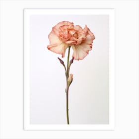 Pressed Flower Botanical Art Carnation 2 Art Print