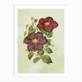 Clematis 2 Art Print