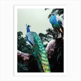 Peacocks In The Jungle Art Print