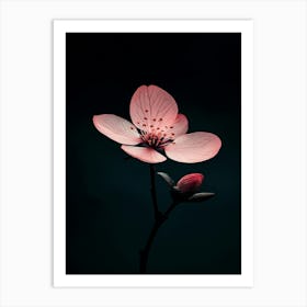 Cherry Blossom 3 Art Print