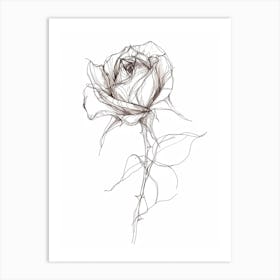 English Rose Black And White Line Drawing 39 Art Print