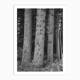 Untitled Photo, Possibly Related To Trees On Holdings Of The Long Bell Lumber Company, Cowlitz County, Art Print