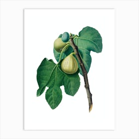 Vintage Fig Branch Botanical Illustration on Pure White n.0524 Art Print