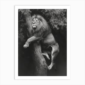 Barbary Lion Charcoal Drawing Panthera Leo Leo Climbing A Tree 4 Art Print