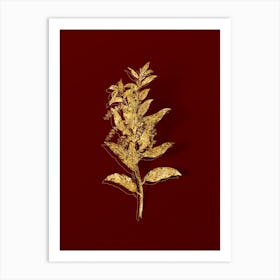 Vintage Evergreen Oak Botanical in Gold on Red n.0489 Art Print