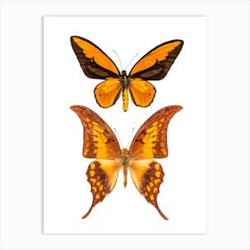 Two Orange Butterflies 2 Art Print