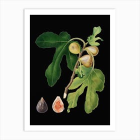Vintage Figs Botanical Illustration on Solid Black n.0192 Art Print