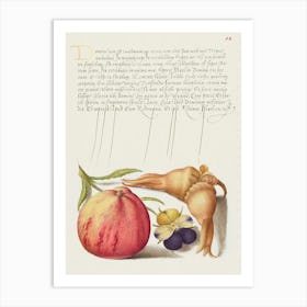 Common Apple, European Wild Pansy, And Giant Filbert From Mira Calligraphiae Monumenta, Joris Hoefnagel Art Print