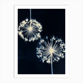 Blue white alliums Art Print