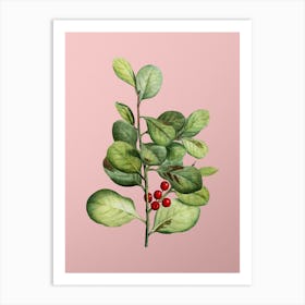 Vintage Lingonberry Evergreen Shrub Botanical on Soft Pink n.0145 Art Print