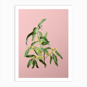 Vintage Russian Olive Botanical on Soft Pink n.0443 Art Print