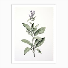 Sage Vintage Botanical Herbs 3 Art Print