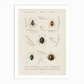 Different Types Of Insects, Charles Dessalines D'Orbigny 5 Art Print