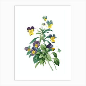 Vintage Johnny Jump Up Botanical Illustration on Pure White n.0795 Art Print