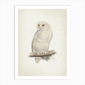 Vintage Lear 2 Snow Owl Art Print