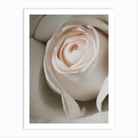 Pale Pink Rose Close Up Art Print