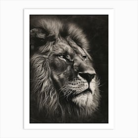 African Lion Charcoal Drawing Portrait Close Up 4 Art Print