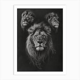 Barbary Lion Charcoal Drawing 2 Art Print