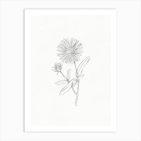 Aster Sketch Art Print