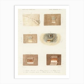 Human Skin Layers, Charles Dessalines D' Orbigny Art Print