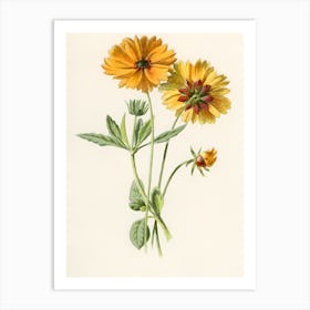 Zinnias 3 Art Print