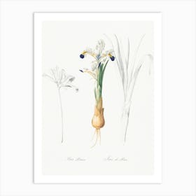 Iris Persica Illustration From Les Liliacées (1805), Pierre Joseph Redoute Art Print