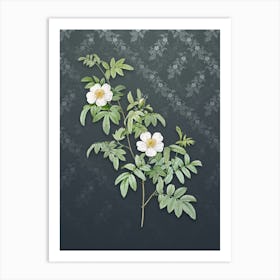 Vintage Musk Rose Botanical on Slate Gray Pattern n.0205 Art Print