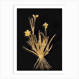 Vintage Yellow Eyed Grass Botanical in Gold on Black Art Print