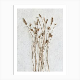 Botanicals From The Field Art Print
