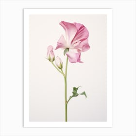 Pressed Flower Botanical Art Sweet Pea 1 Art Print