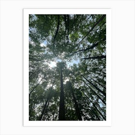 Treetops Stock Videos & Royalty-Free Footage Art Print