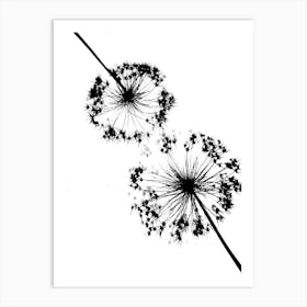 White black alliums Art Print