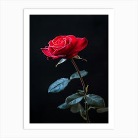 Red Rose On Black Background 15 Art Print