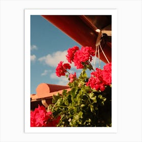 Geraniums Art Print